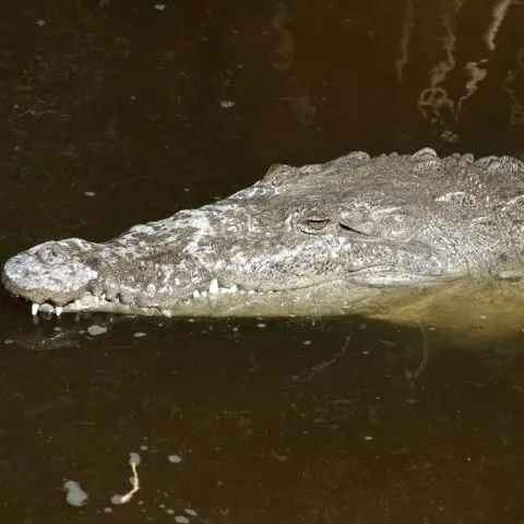 thumbnail for publication: Native and Nonnative Crocodilians of Florida